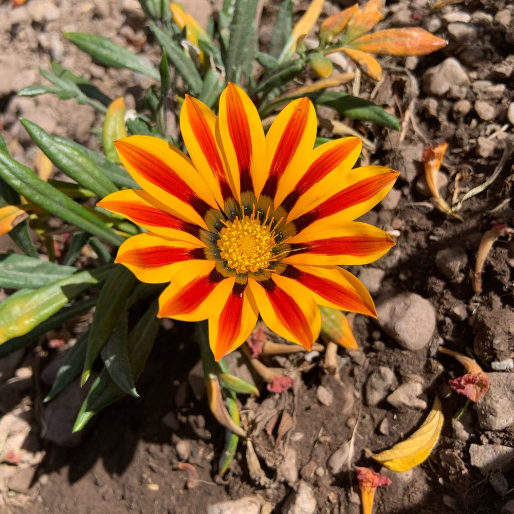 Meet your Posher, Nithya